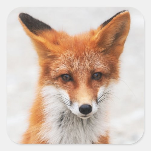 Portrait of cute wild red fox with beautiful eyes square sticker