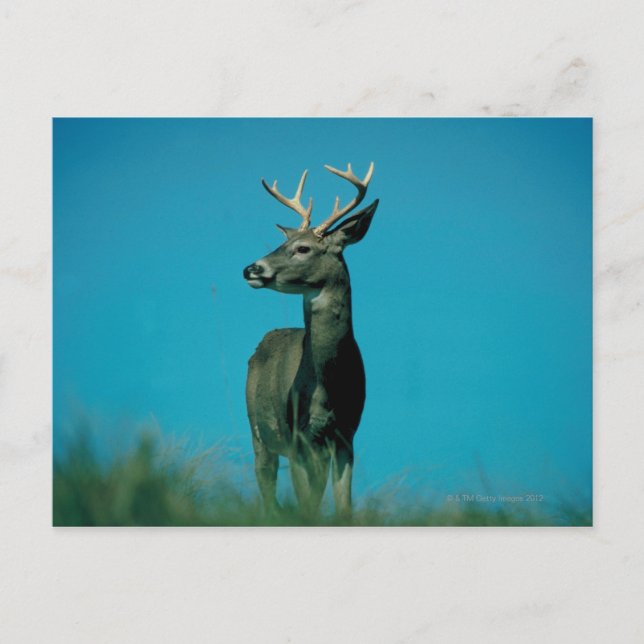Portrait of deer postcard (Front)