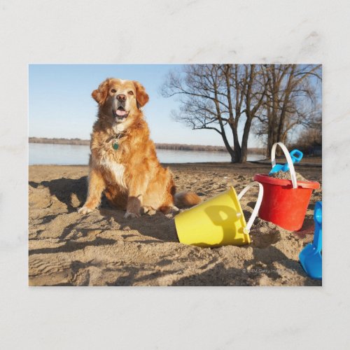Portrait of dog at beach with sand toys Ottawa Postcard