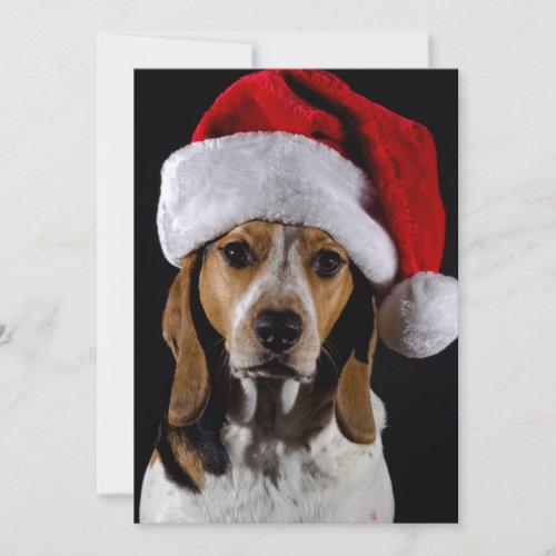 Portrait of dog hound wearing Christmas hat Holiday Card