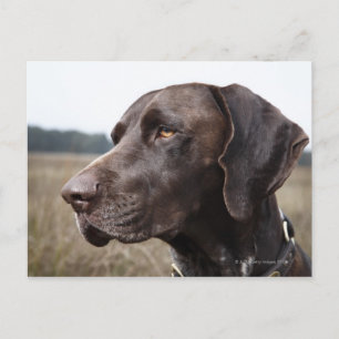 Portrait of Dog, Houston, Texas, USA Postcard