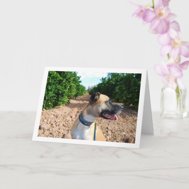 Portrait of Dog in Orchard Card (Orchid)