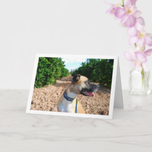 Portrait of Dog in Orchard Card
