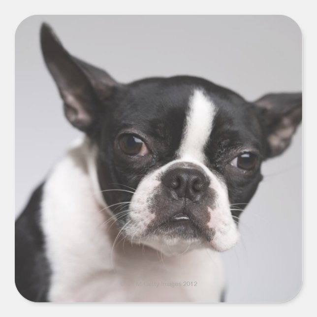 Portrait of dog square sticker (Front)