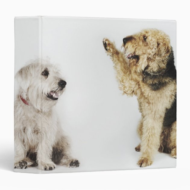 dog ring binder