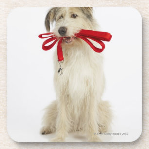 Portrait of Dog with Leash Beverage Coaster
