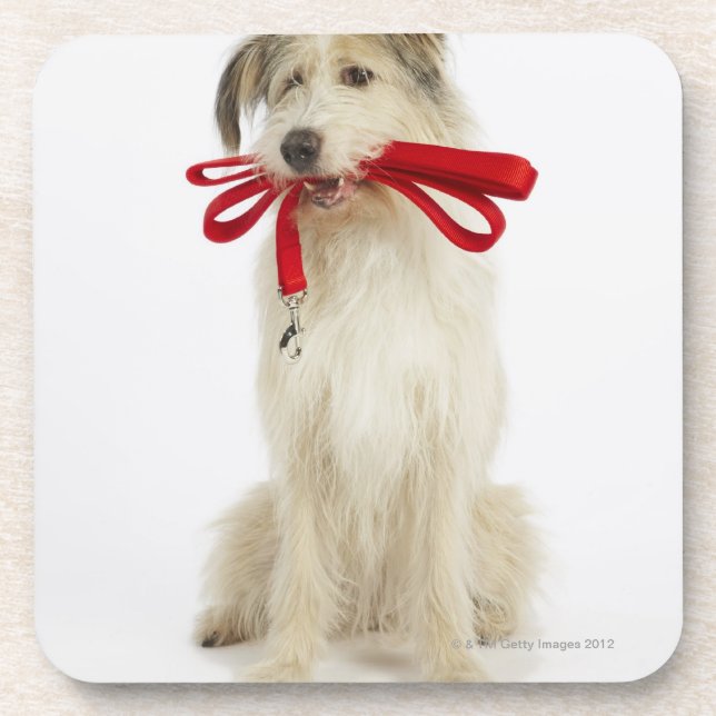 Portrait of Dog with Leash Beverage Coaster (Front)