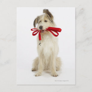 Portrait of Dog with Leash Postcard
