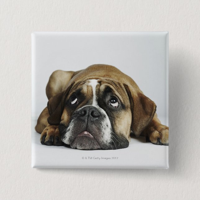 Portrait of Dorset Old Tyme Bulldog Pinback Button (Front)