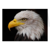 Portrait of eagle (Front Horizontal)