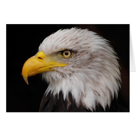 Portrait of eagle (Front Horizontal)