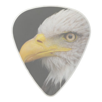 Eagle Guitar Picks | Zazzle