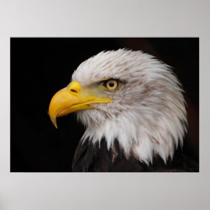 Portrait of eagle poster
