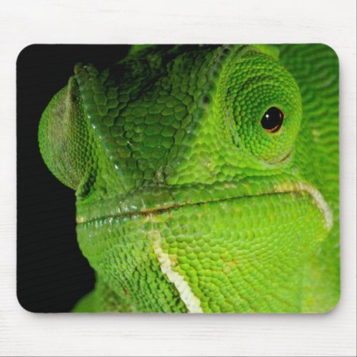 Portrait Of Flap_Necked Chameleon Mouse Pad