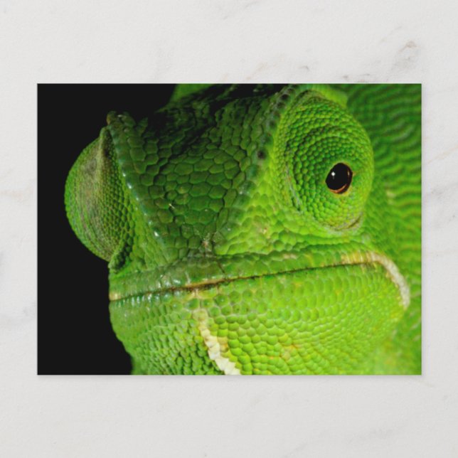 Portrait Of Flap-Necked Chameleon Postcard (Front)