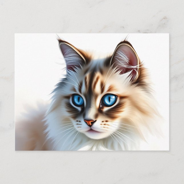 Portrait of Fluffy Ragdoll Cat with Blue Eyes Postcard (Front)