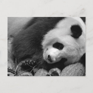 Portrait of giant panda postcard