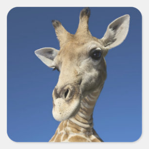 Portrait of Giraffe (Giraffa Camelopardalis) 2 Square Sticker