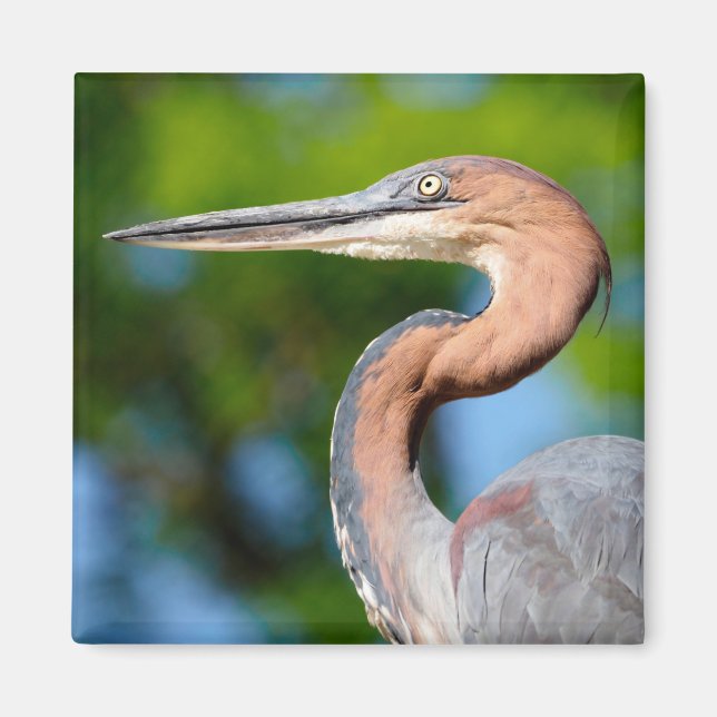 Portrait of Goliath heron seen from profile Magnet (Front)