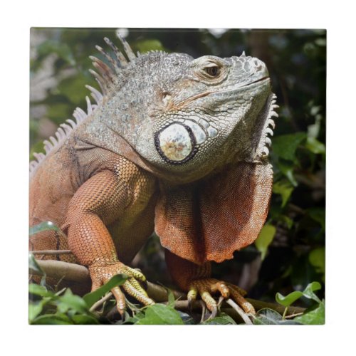 Portrait of green iguana ceramic tile