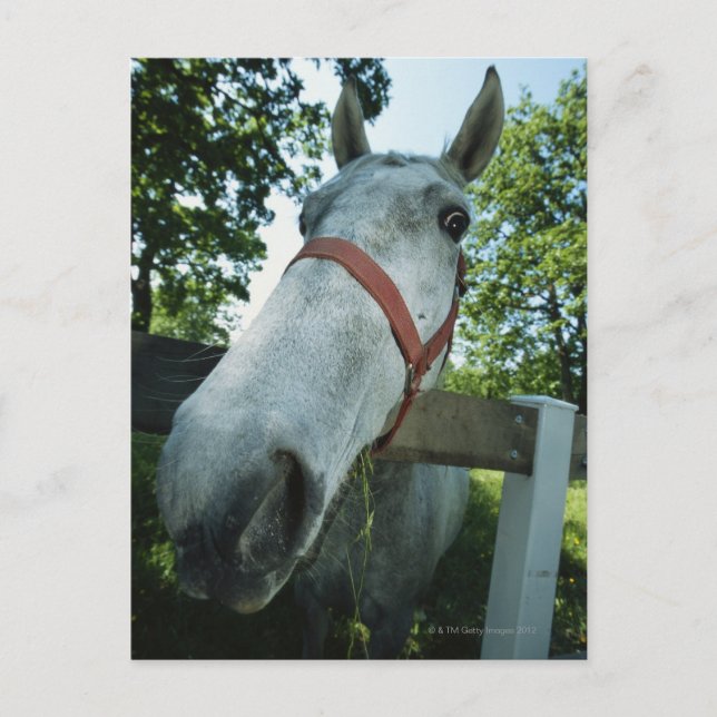 Portrait of Horse Postcard (Front)