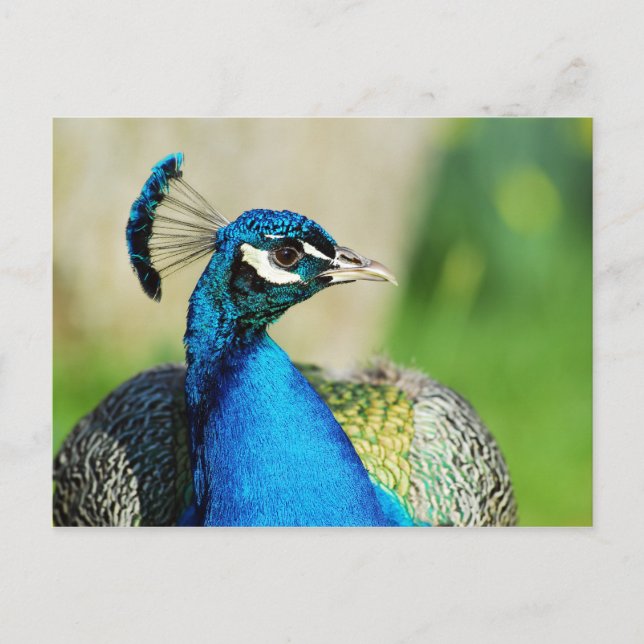 Portrait of Indian Peafowl Postcard (Front)