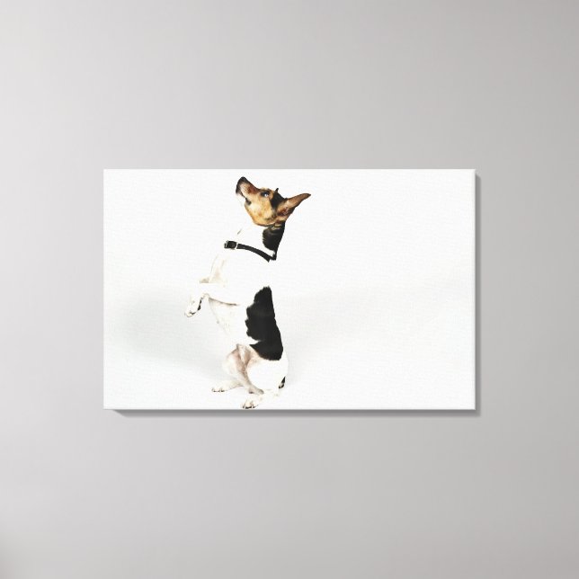 Portrait of Jack Russell dog sitting up on his Canvas Print (Front)