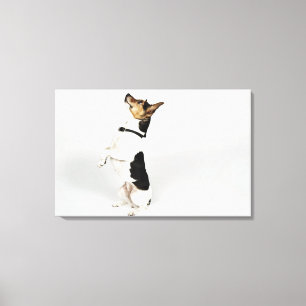 Portrait of Jack Russell dog sitting up on his Canvas Print