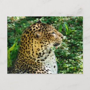 Portrait of Javan leopard seen from profile Holiday Postcard