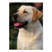 Portrait Of Labrador Retriever, Hilton (Front)
