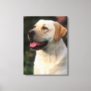 Portrait Of Labrador Retriever, Hilton Canvas Print