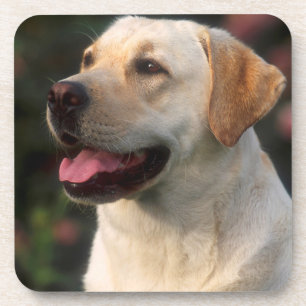 Portrait Of Labrador Retriever, Hilton Coaster
