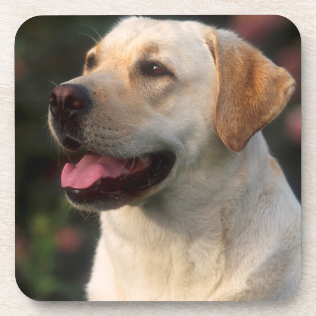 Portrait Of Labrador Retriever, Hilton Coaster (Front)