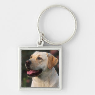 Portrait Of Labrador Retriever, Hilton Keychain