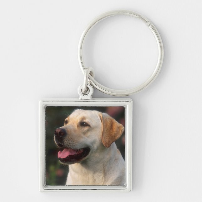 Portrait Of Labrador Retriever, Hilton Keychain (Front)