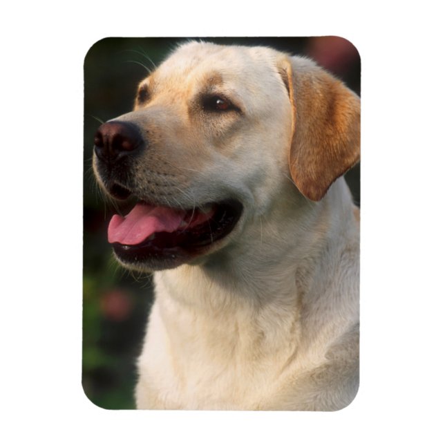 Portrait Of Labrador Retriever, Hilton Magnet (Vertical)
