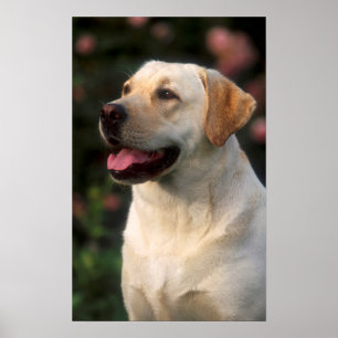Portrait Of Labrador Retriever, Hilton Poster