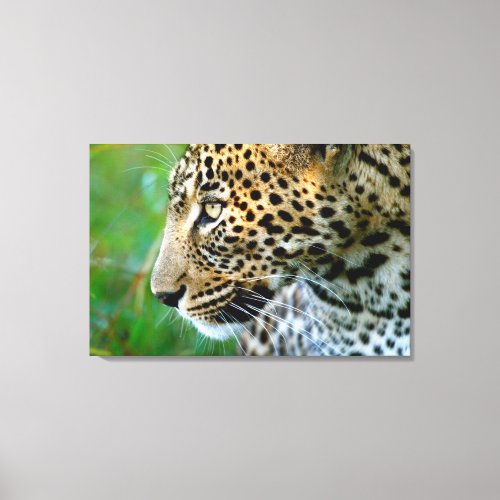 Portrait Of Leopard Panthera Pardus Canvas Print