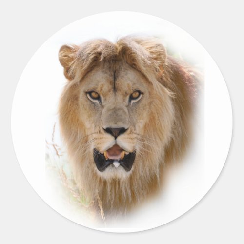 Portrait of lion classic round sticker