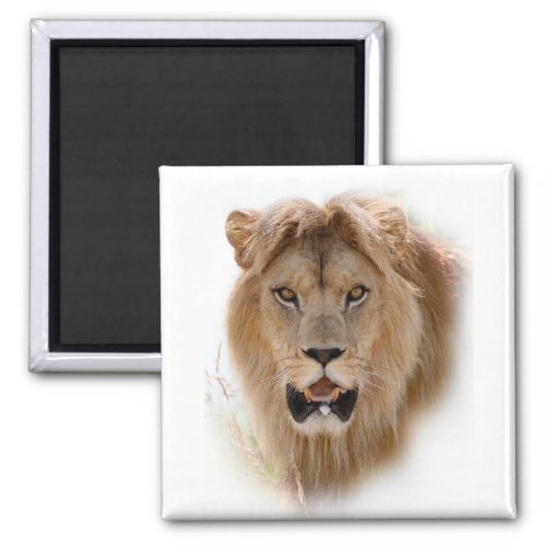 Portrait of lion magnet