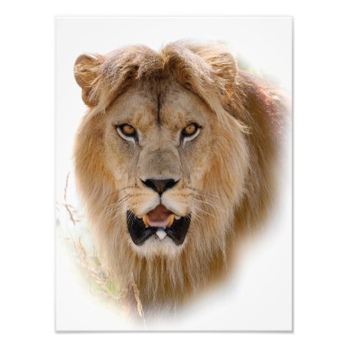 Portrait of lion photo print