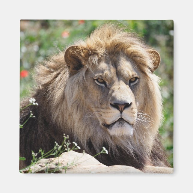 Portrait of lion seen from front    magnet (Front)