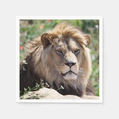 Portrait of lion seen from front    napkins