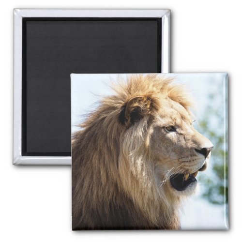 Portrait of lion seen from profile   magnet
