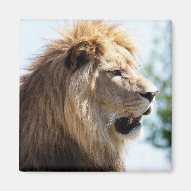 Portrait of lion seen from profile   magnet (Front)