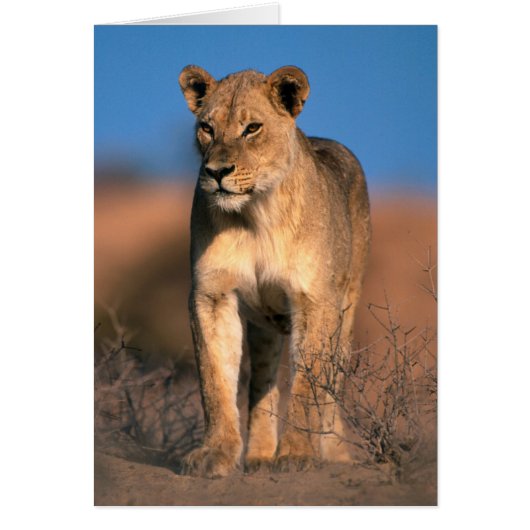 Portrait Of Lioness (Panthera Leo) (Front)