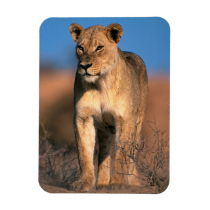 Portrait Of Lioness (Panthera Leo) Magnet
