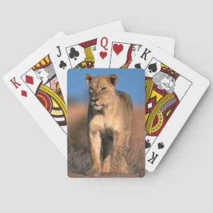 Portrait Of Lioness (Panthera Leo) Poker Cards