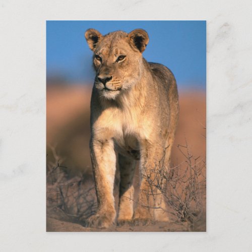 Portrait Of Lioness Panthera Leo Postcard