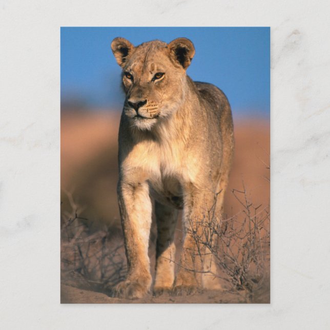 Portrait Of Lioness (Panthera Leo) Postcard (Front)